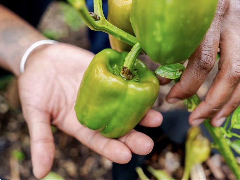 Hands holding a green bell pepper still on the plant