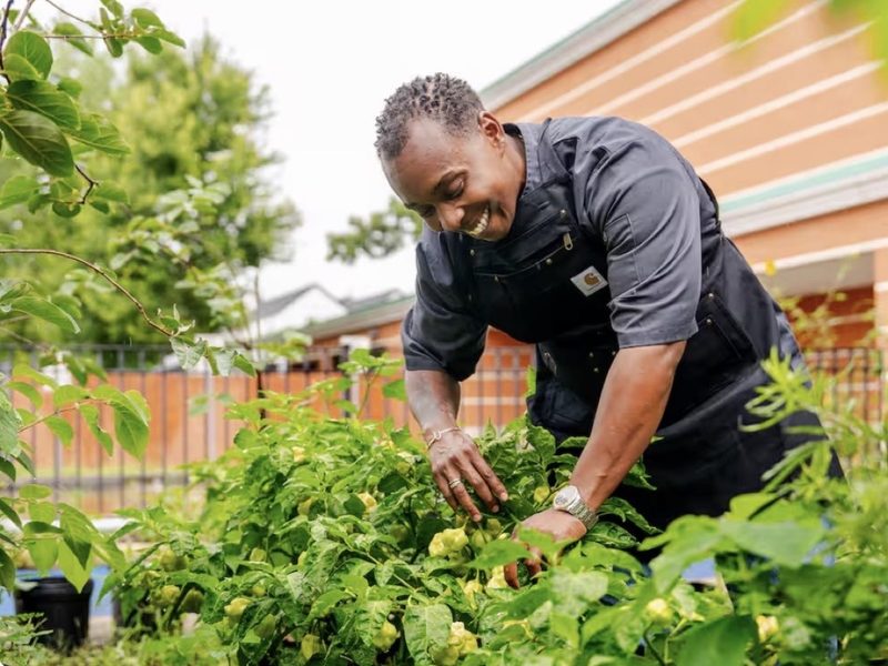 Tending pepper plants in a green garden row